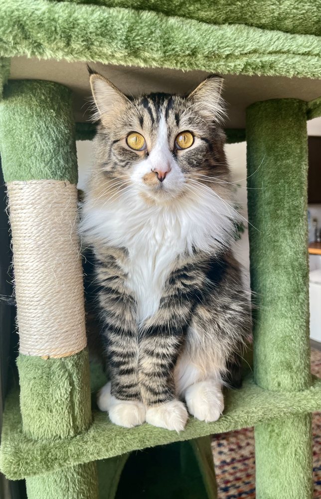 Alder, a fluffy tabby-and-white cat with golden eyes, sitting in a cat tree