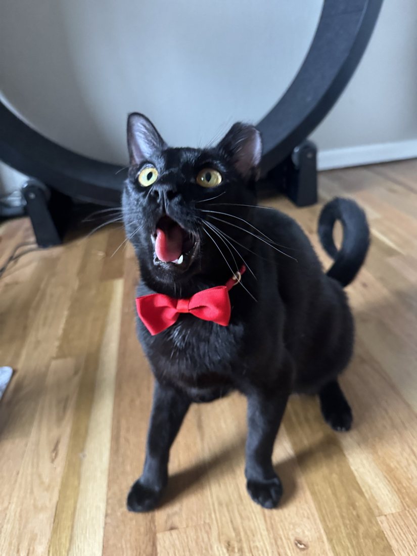Hex, a sleek black cat with bright golden eyes and a red bow tie, mid-chatter beside his cat wheel