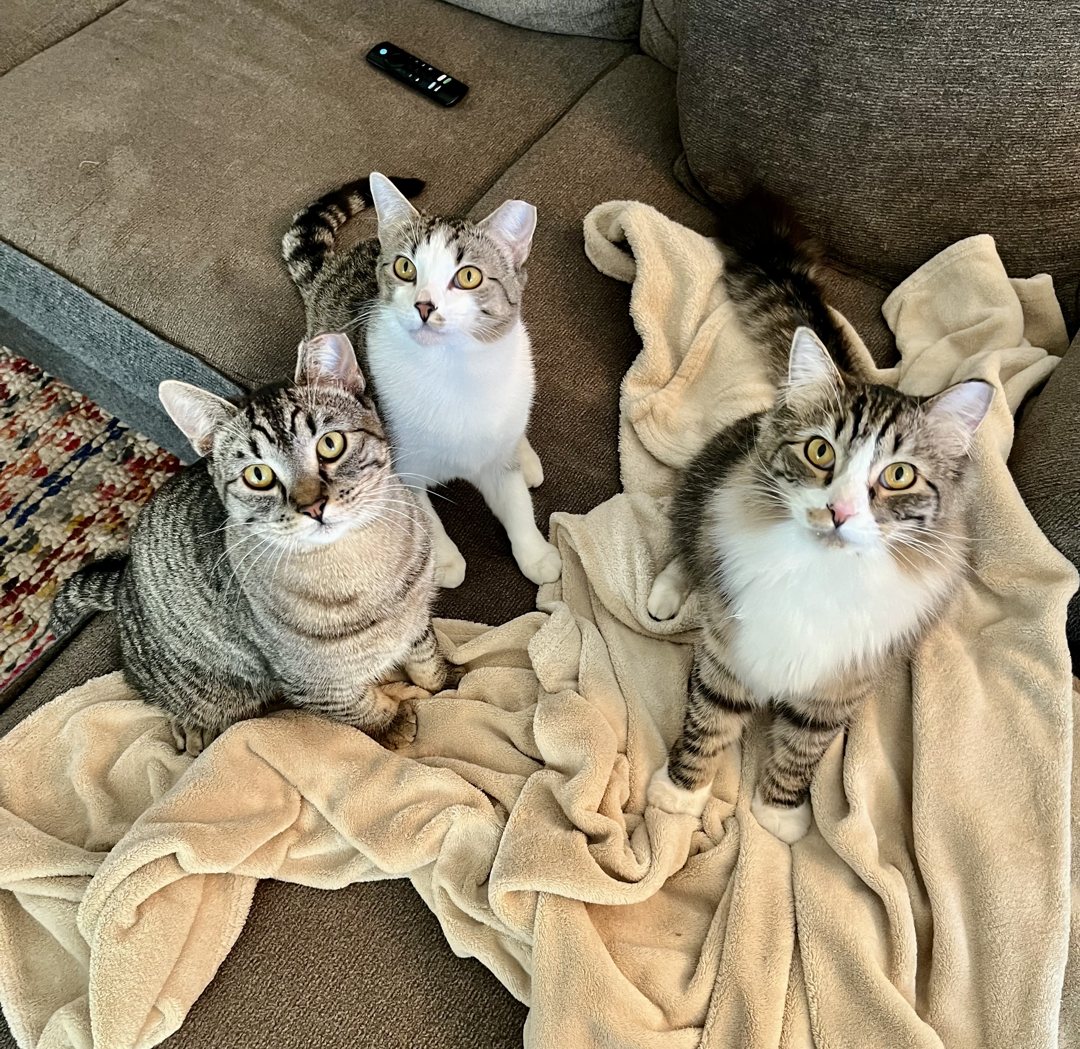 Willow with his two brothers, Oakie and Alder, sitting together at home