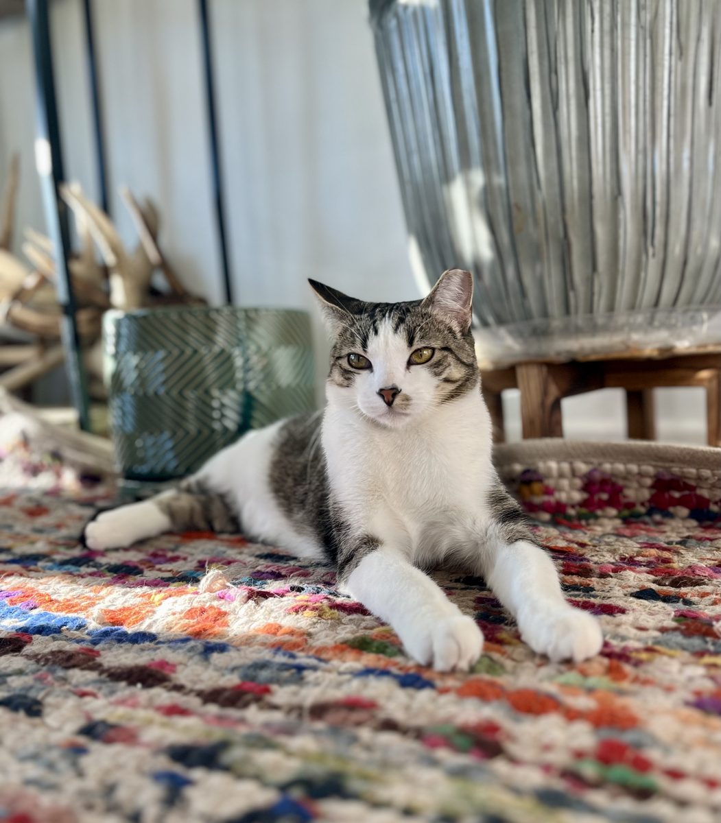 Willow lounging on a colorful woven rug in the sun