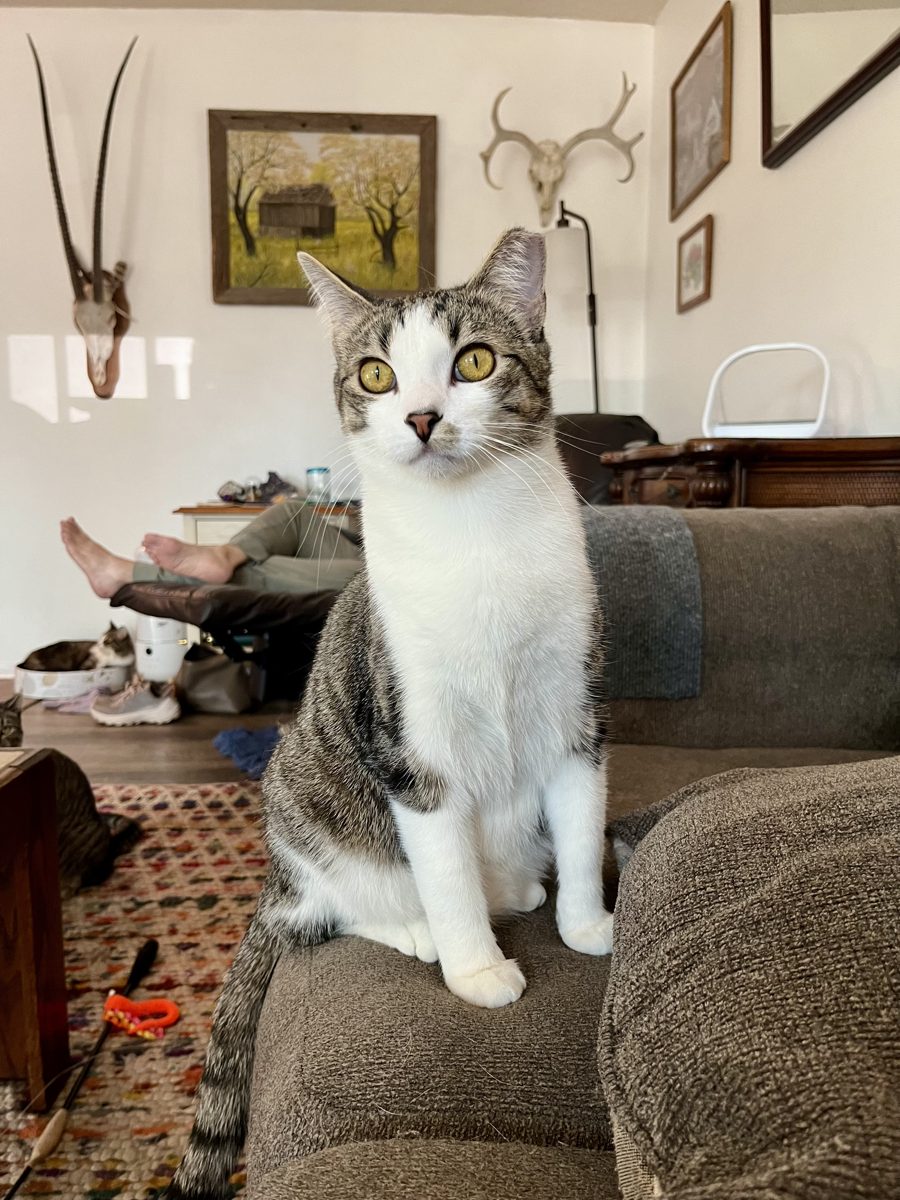 Willow sitting tall and regal on the arm of a couch at home