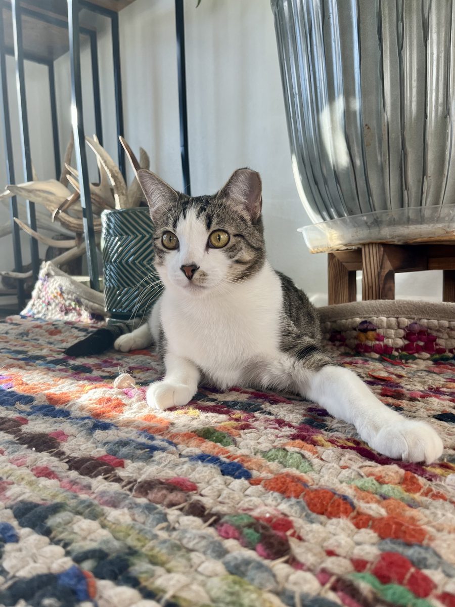 Willow stretched out on a bright patterned rug, looking at the camera