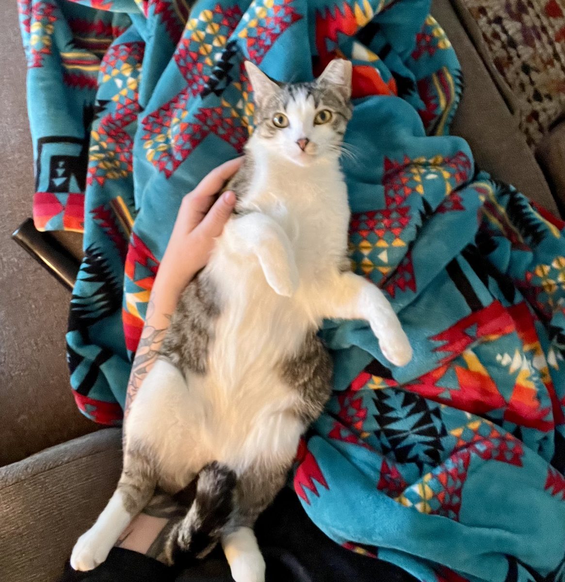Willow relaxing belly-up on a teal blanket on a lap