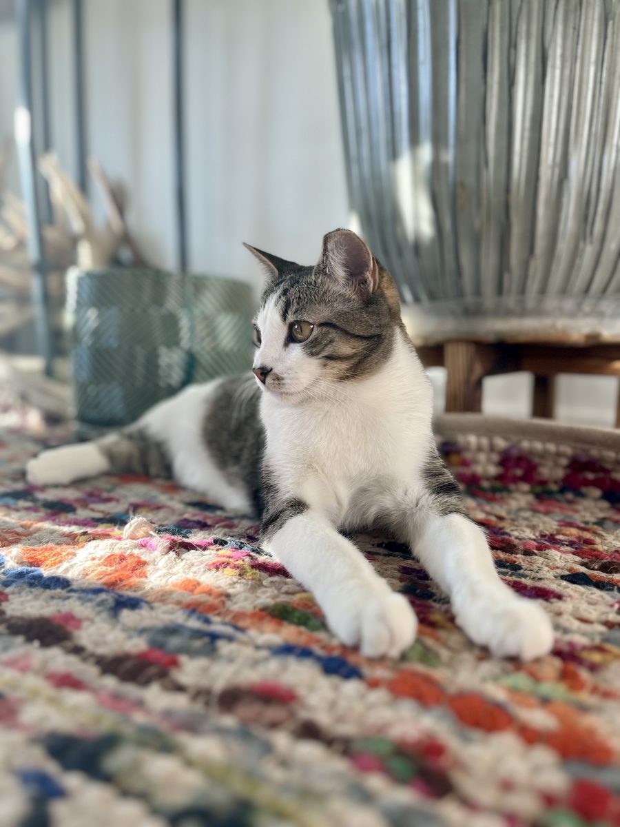 Willow resting on a rug, gazing softly to the side