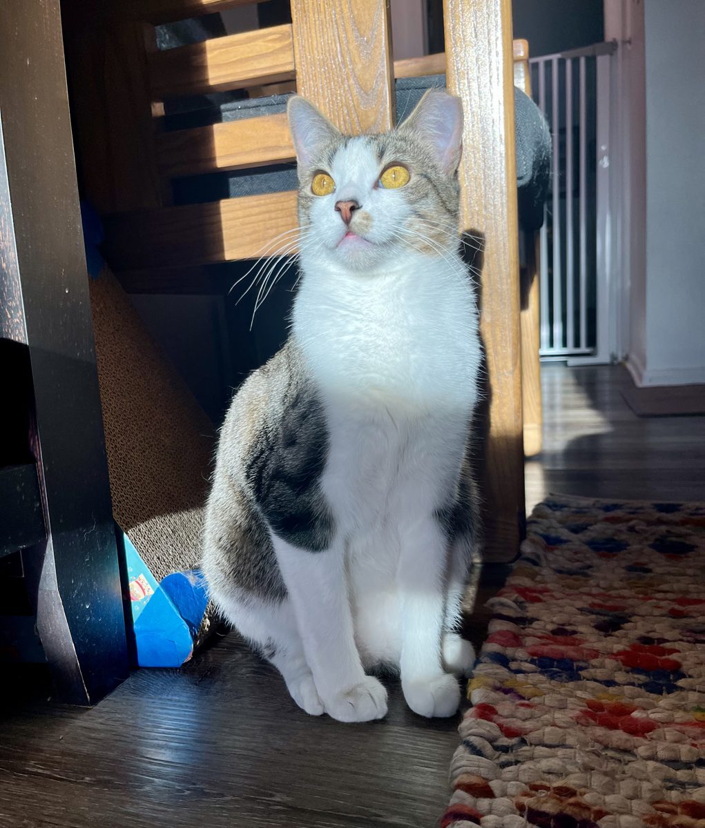 Willow sitting in a sunbeam with a little tongue peeking out