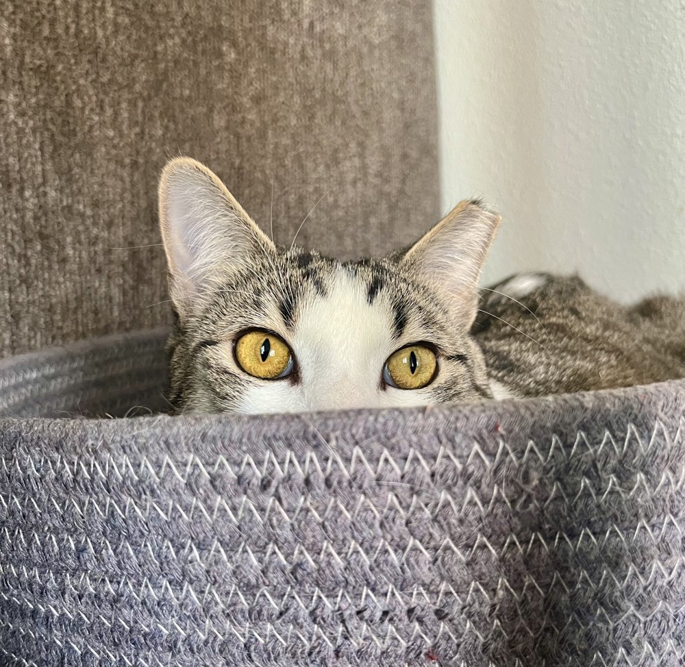 Willow, a tabby-and-white cat with bright golden eyes, peeking up from a cozy basket at home